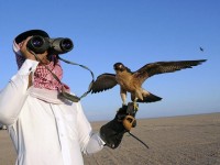 عرب شیوخ کی جنسی خواہشات کا شکار پرندہ