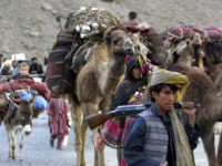 Afghan Koochis, or nomads, are on their way to neighboring Afghanistan through Pakistan's tribal area of Wana, Saturday, March 30, 2002.  Caravans of nomads have followed this ancient route for thousands of years, moving from the heat of Pakistan to the cool mountains of Afghanistan. (AP Photo/B.K.Bangash)